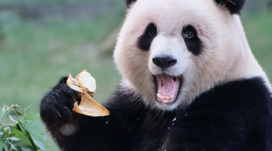 Giant panda at Chongqing Zoo